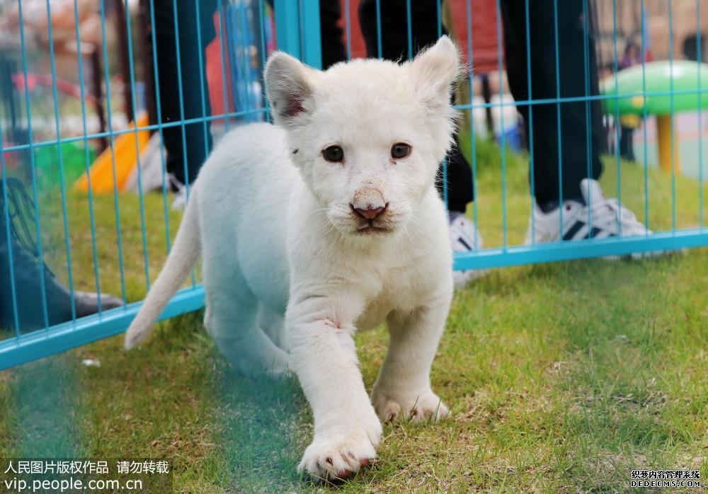 江蘇首次人工育幼非洲白獅正式亮相